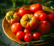 토마토가 빨개지면 왜 의사 얼굴이 파래질까?