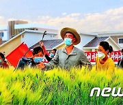 북한, 알곡 생산 중요성 지속 강조…"올곡식이 무르익는다"