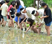 오승록 노원구청장 마들농요와 함께 모내기 체험