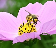 꽃가루에 뒤덮인 꿀벌