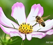 코스모스와 꿀벌