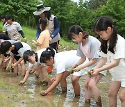 “쌀의 소중함 알게 됐어요” 춘천 남이섬서 초등생 손모내기 체험