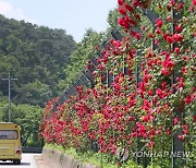 시선 사로잡는 장미