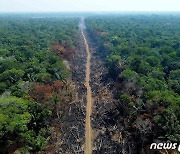 산불과 벌목에 파괴된 브라질 아마존 산림