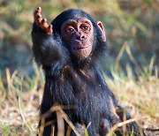 [애니멀리포트] 침팬지의 소통방법도 나이가 들면 더 원숙해진다