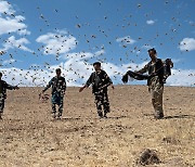 [포토] 아프간 밀밭에 메뚜기떼 출현