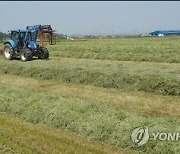 전북도, 조사료 재배면적 작년보다 6천㏊ 증가