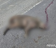 울산 남구 성암동서 로드킬 야생멧돼지 발견…작년 48마리 포획