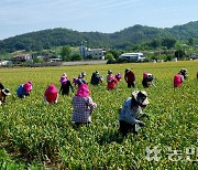 경북 의성농협·여주 세종대왕농협, 농협간 교류 통해 농가 일손돕기
