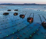 [PRNewswire] Xinhua Silk Road: Kelp harvest begins in Rongcheng, E China's
