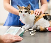 [펫클리닉] 고양이에 생기는 특이한 암 FISS