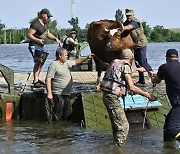 댐 폭파로 침수 지역서 소 대피시키는 우크라 주민