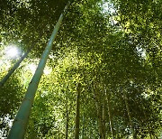 [One With Nature] Bask in Damyang’s nature with bamboo forest bathing