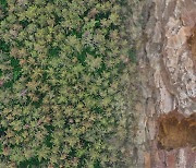 해충 습격에 60년 된 '한반도 해송숲' 고사 위기