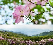 치마처럼 휘날리는 연분홍 꽃물결…소백산 국립공원 철쭉 산행