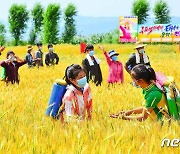 북한, 식량난 해결에 총력…"밀과 보리 익는 족족 거둬들이자"