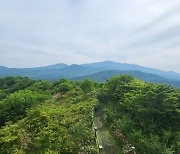 ‘우리에게 너무한’ 세상 잊게 하는… 숫모르 편백숲길은 당신을 위한 길[강동삼의 벅차오름]