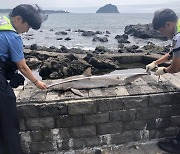 제주 해안서 사람 공격하는 '무태상어' 발견