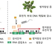 병원균 방어하는 식물...유전적 비밀 밝혔다