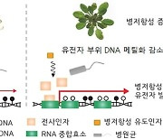 병충해에 강한 식물 '후성유전' 비밀 풀렸다