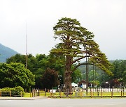 [포토친구] 천년송