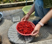 산딸기에 오디, 앵두... 기다리던 여름이다