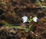 희귀식물 ‘해오라비난초’ 수원 일월수목원에서 첫 개화