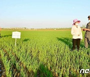 북한 "김매기를 제때에, 질적으로"…농업부문 역량 집중