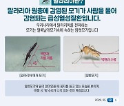 고양시, 말라리아 매개모기 발견…감염 주의 당부