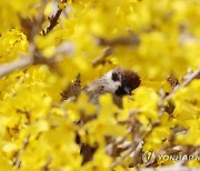 개화시기, 온난화로 100년전보다 한달 이상 당겨져