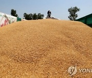 인도, 밀값 급등에 결국 사재기 금지 조치