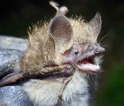 멸종위기 1급 ‘작은관코박쥐’ 12년 만에 추가 서식지 확인