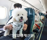 Korean airlines step up efforts to attract travelers with pets