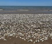 죽은 물고기 수만 마리가 美해변에 쌓였다···"수온 상승한 탓"