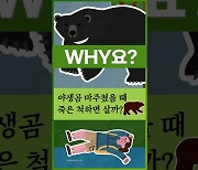 [Why요?] 야생곰 마주쳤을 때 죽은 척하면 살까?