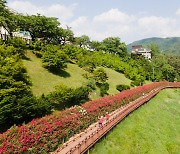 '장미꽃과 남한강 정취를 한번에'…단양 장미터널에 자전거도로