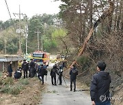 강릉산불 국과수 감정 결과 '강풍에 쓰러진 나무가 전선 단선'