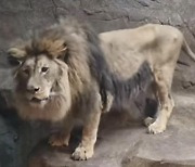 삐쩍 마른 사자·털 덥수룩한 양…동물 학대 논란 김해 동물원
