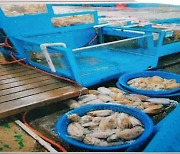 해수 단수 잦아 물고기 폐사…대천항수산시장 상인회 대책 촉구