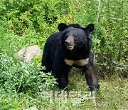 반달가슴곰 '오삼이' 폐사..."부검후 사인 밝힐 예정"