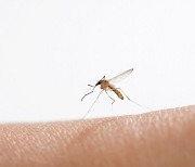 울산에서 또 발견된 '일본뇌염 모기'...가장 확실한 예방 방법은?