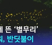 [D:이슈] "책에서만 봤는데 신기"…별처럼 내려앉은 '반딧불이'