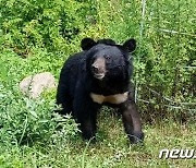 충북 영동·옥천 출몰 반달가슴곰 '오삼이'…포획 중 숨져