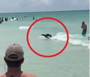 [영상] “너도 물놀이 중이니?” 美 플로리다 해변서 포착된 아기곰