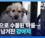 [영상] 전쟁으로 수몰된 마을…홀로 남겨진 강아지