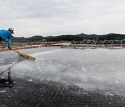 후쿠시마 오염수 방류 우려에 천일염 품귀…관련주 '급등'