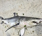 완도 해안서 1m 넘는 '식인 상어' 사체 발견