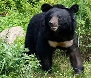 파란만장 반달곰 ‘오삼이’ 하늘로