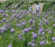 거창 감악산에 핀 '스토크'