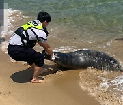 양양 해변에서 천연기념물 점박이물범 사체 발견